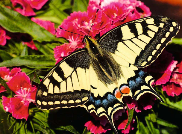 Butterfly - Puzzel 500 stukjes - Ravensburger 12001335